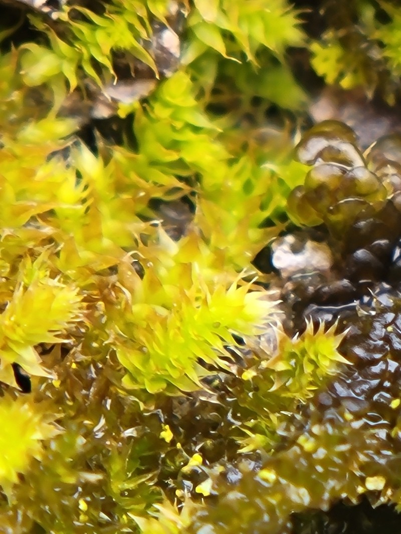 Lindbergia Moss photo 3