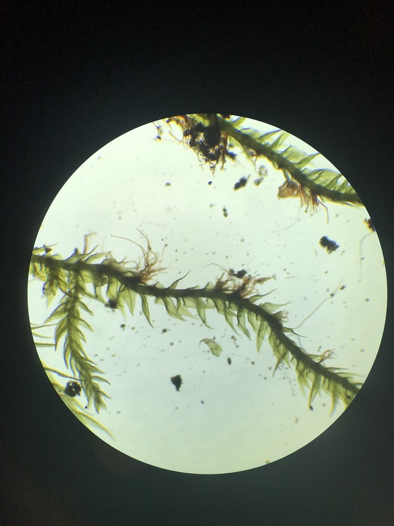Lindbergia Moss photo 4