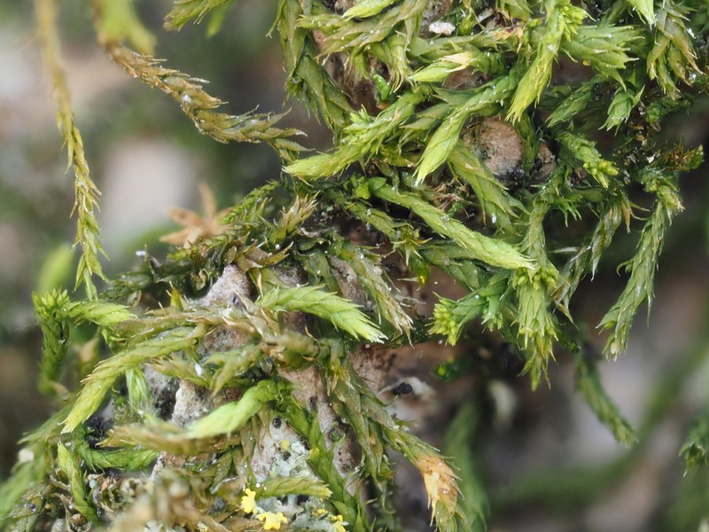Lindbergia Moss photo 5