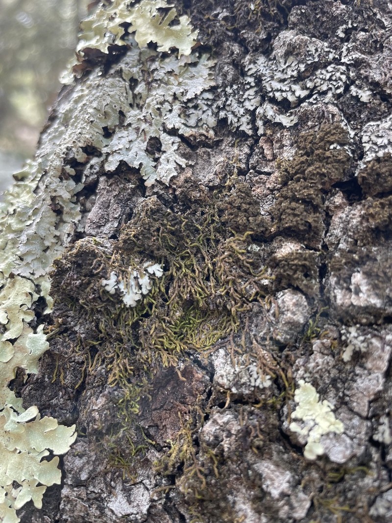 Lindbergia Moss photo 6