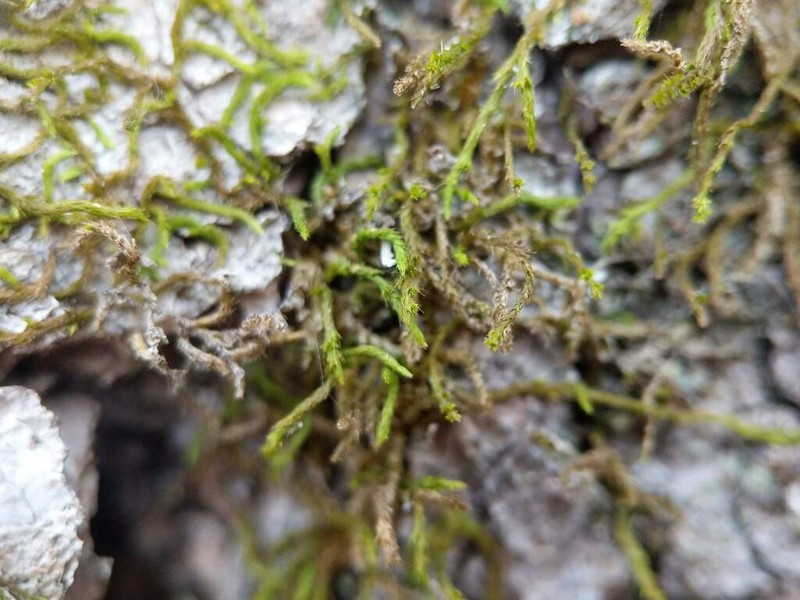 Lindbergia Moss photo 7