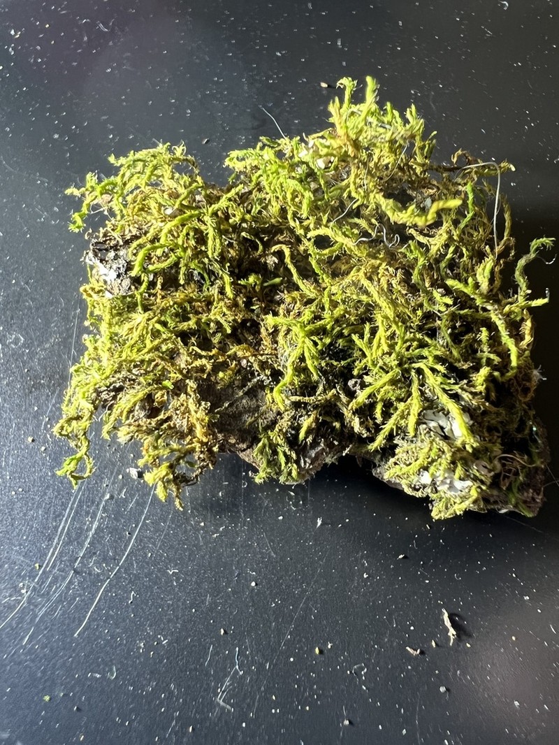 Lindbergia Moss photo 8