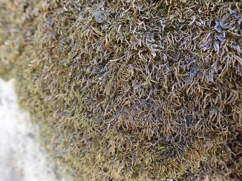 Mexican Lindbergia Moss photo 2