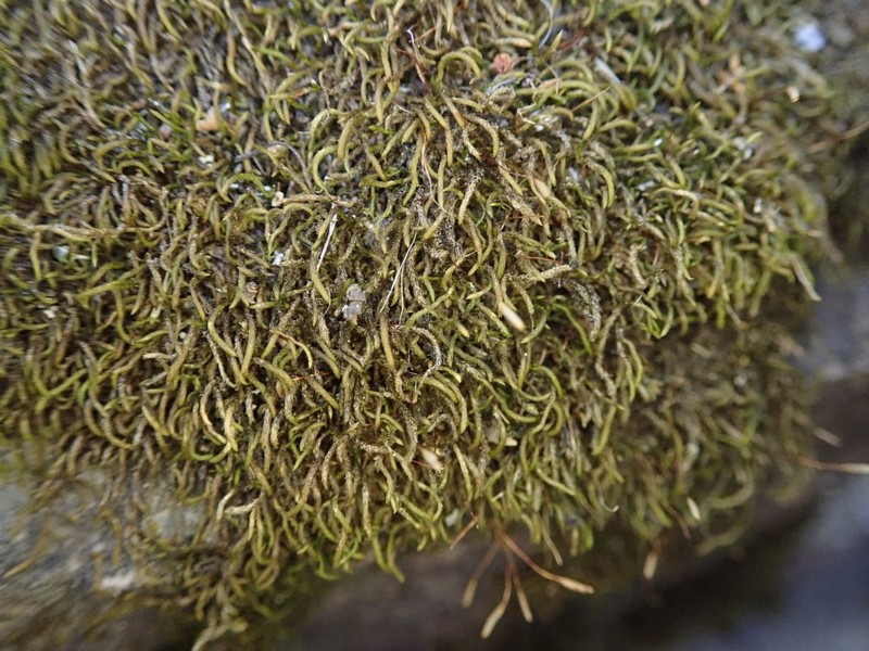 Mexican Lindbergia Moss photo 3
