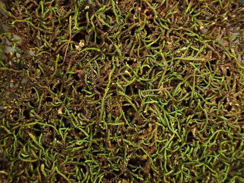 Mexican Lindbergia Moss photo 4