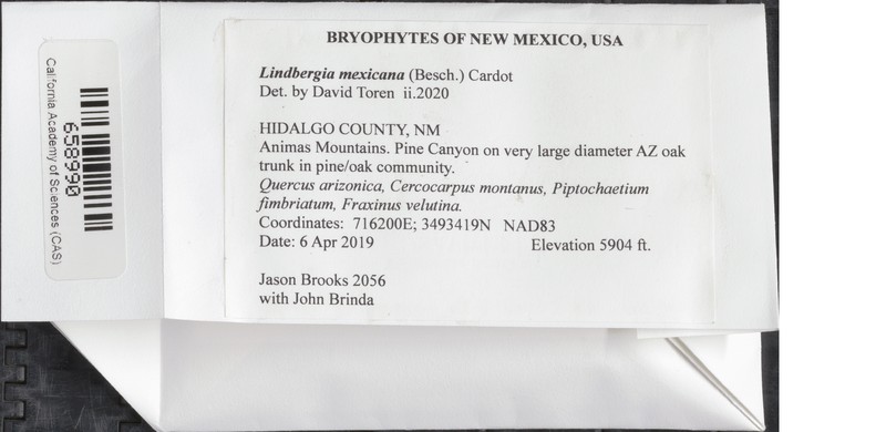 Mexican Lindbergia Moss photo 5