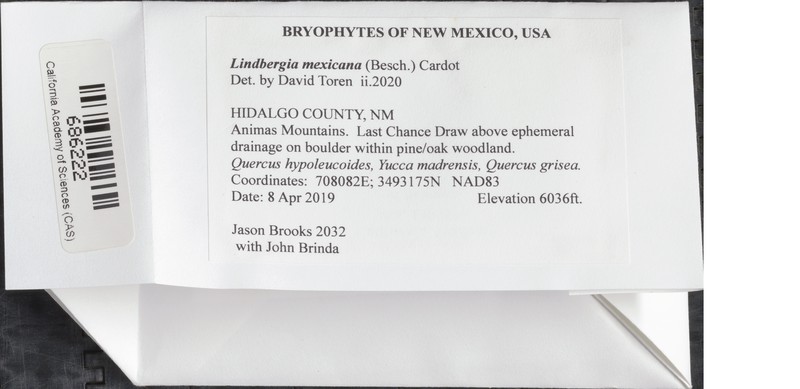 Mexican Lindbergia Moss photo 6
