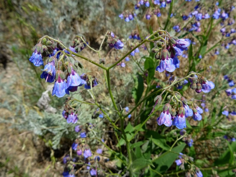 Lindelofia anchusoides subsp. anchusoides