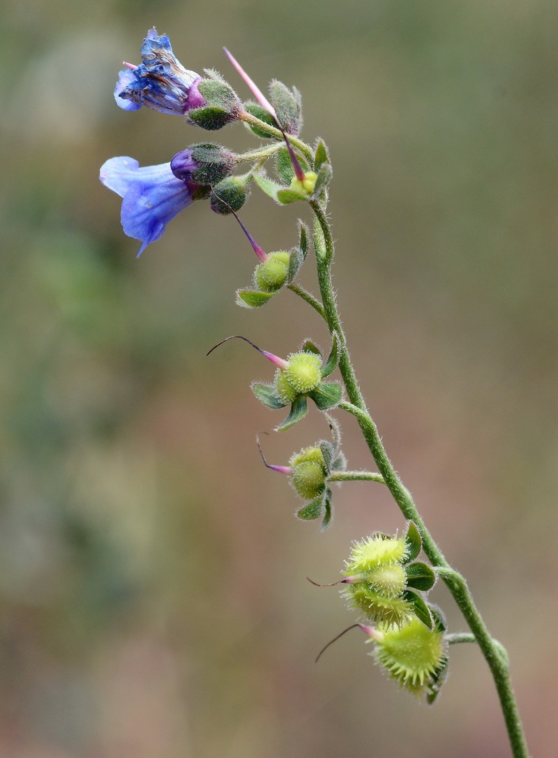 Lindelofia anchusoides subsp. anchusoides photo 2