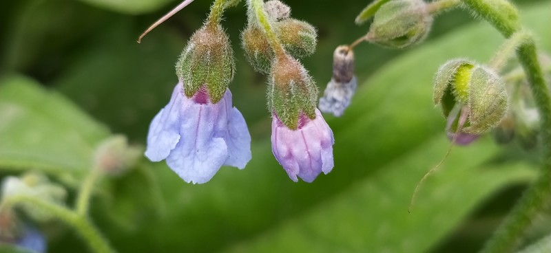 Lindelofia anchusoides subsp. anchusoides photo 3