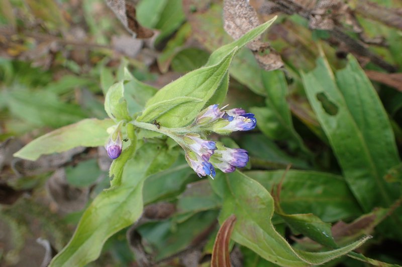 Lindelofia longiflora