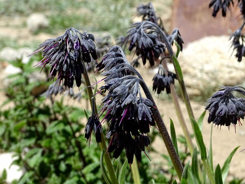 Lindelofia stylosa subsp. stylosa