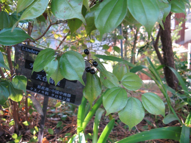 Lindera aggregata