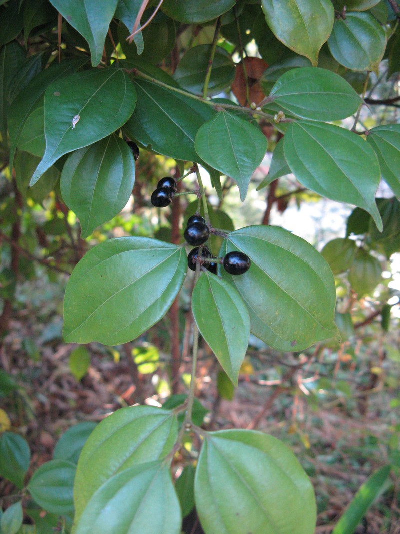 Lindera aggregata photo 2