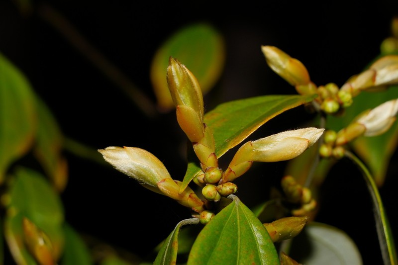 Lindera aggregata photo 3