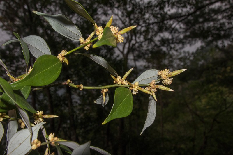 Lindera aggregata photo 4