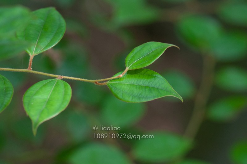 Lindera aggregata photo 5