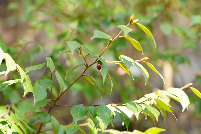 Lindera aggregata photo 6