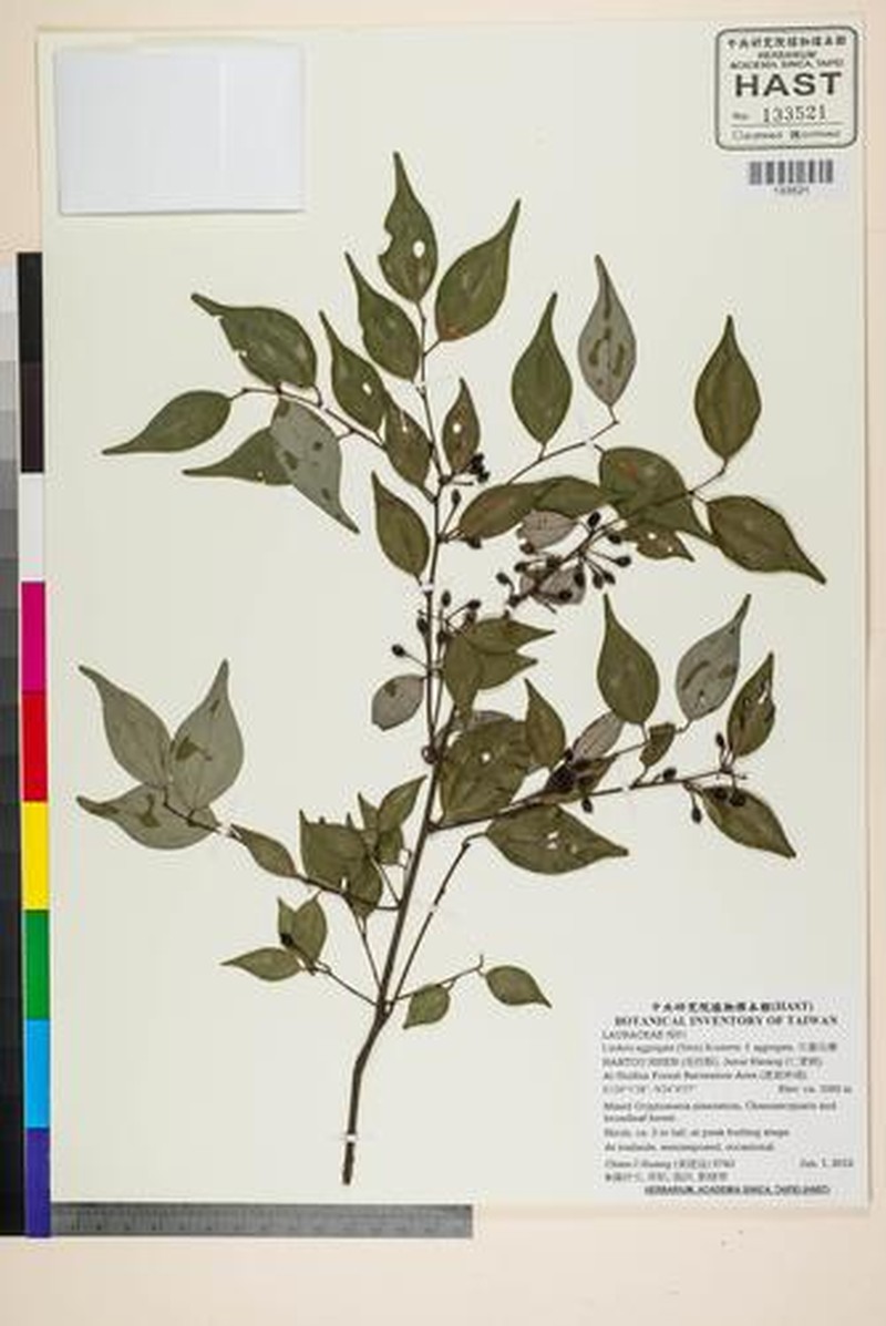 Lindera aggregata var. aggregata