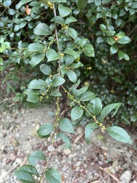 Lindera akoensis