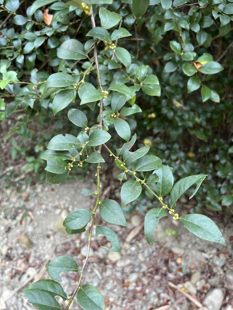 Lindera akoensis