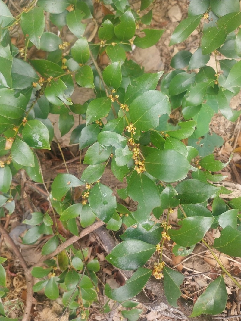 Lindera akoensis photo 2