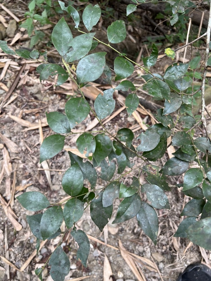 Lindera akoensis photo 3