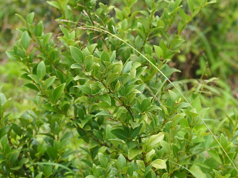 Lindera akoensis photo 4