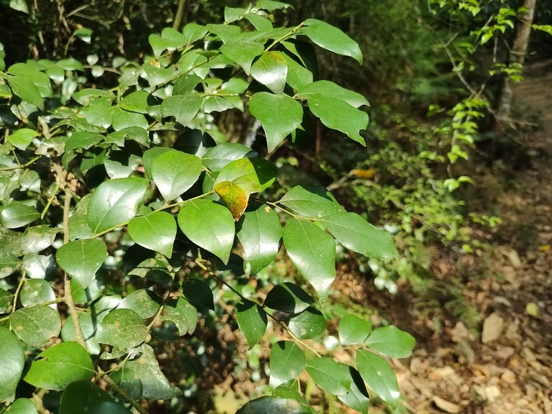 Lindera akoensis photo 5