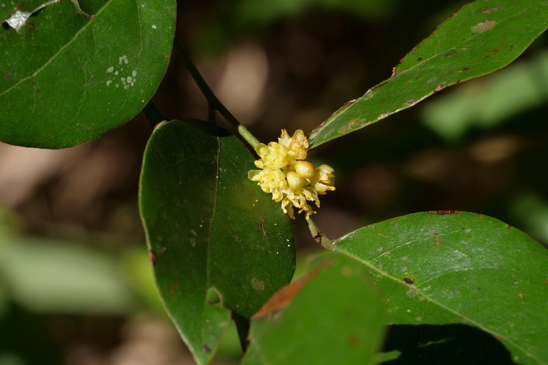 Lindera akoensis photo 6