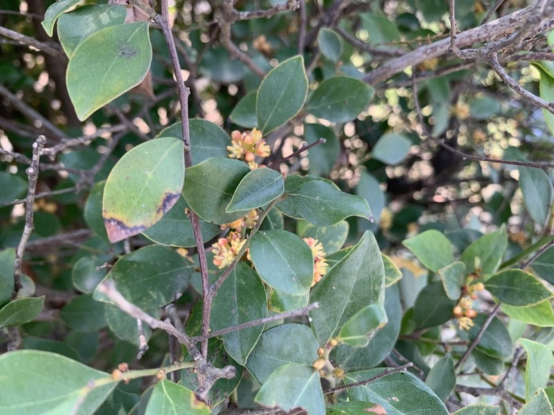 Lindera akoensis photo 7