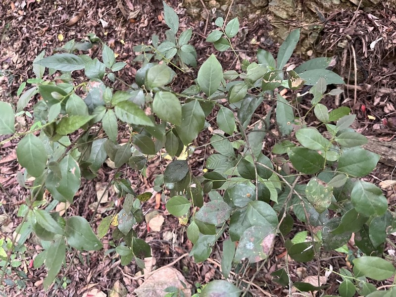 Lindera akoensis photo 8