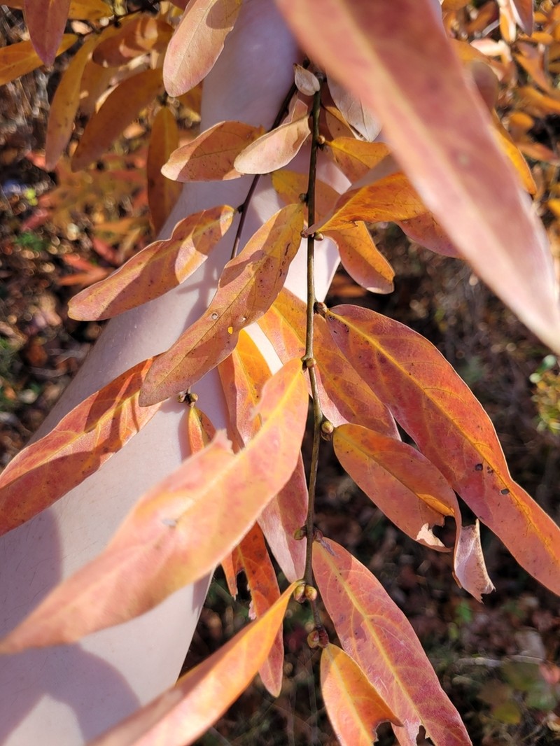 Lindera angustifolia photo 2