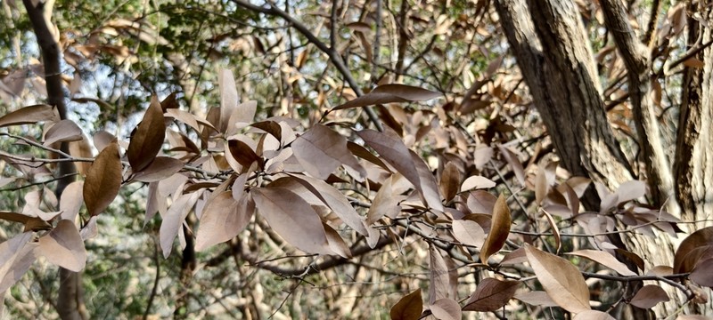 Lindera angustifolia photo 3