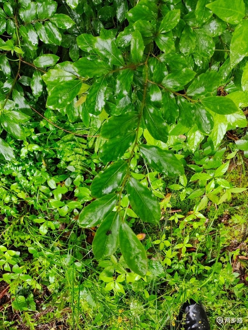 Lindera angustifolia photo 4