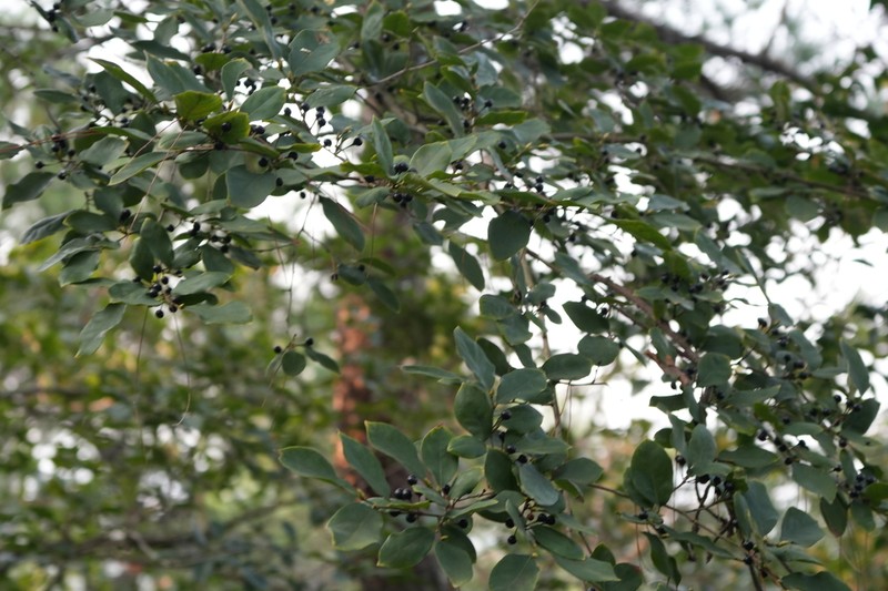Lindera angustifolia photo 5