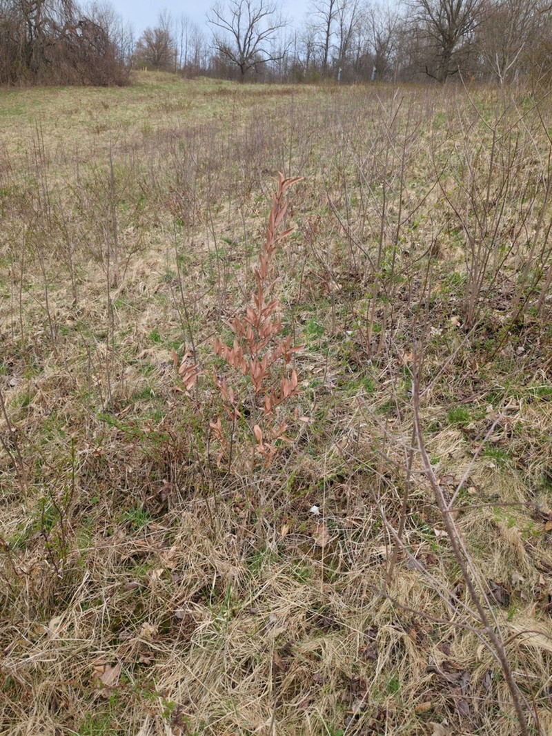 Lindera angustifolia photo 6