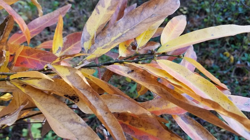 Lindera angustifolia photo 7