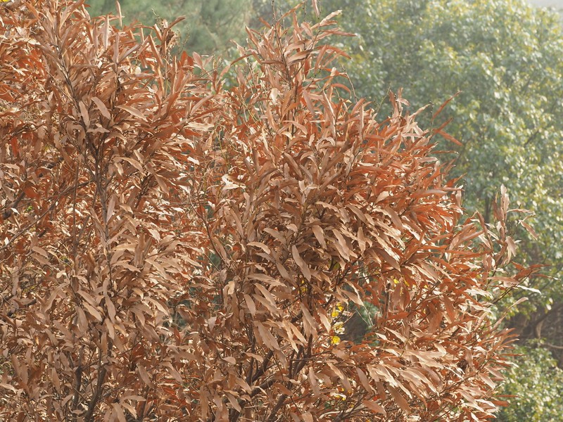 Lindera angustifolia photo 8