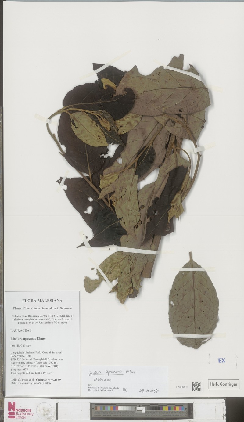 Lindera apoensis photo 2