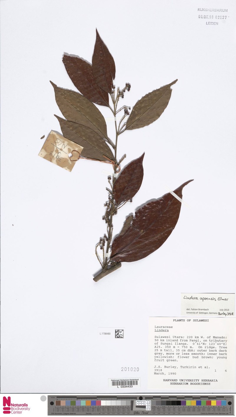 Lindera apoensis photo 3