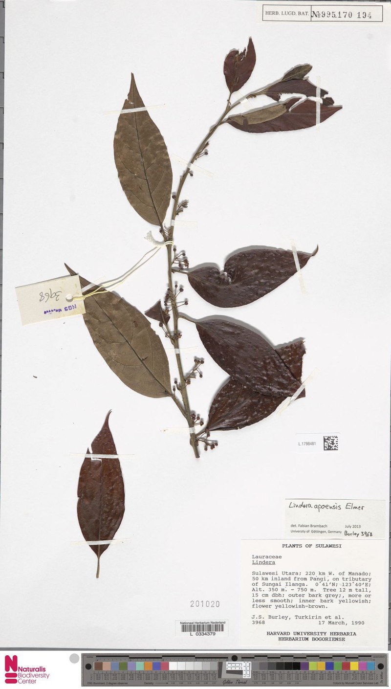 Lindera apoensis photo 4