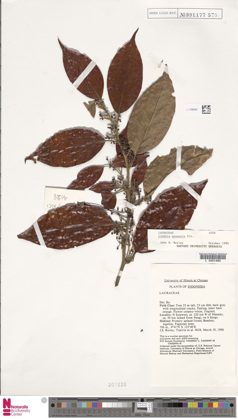 Lindera apoensis photo 5