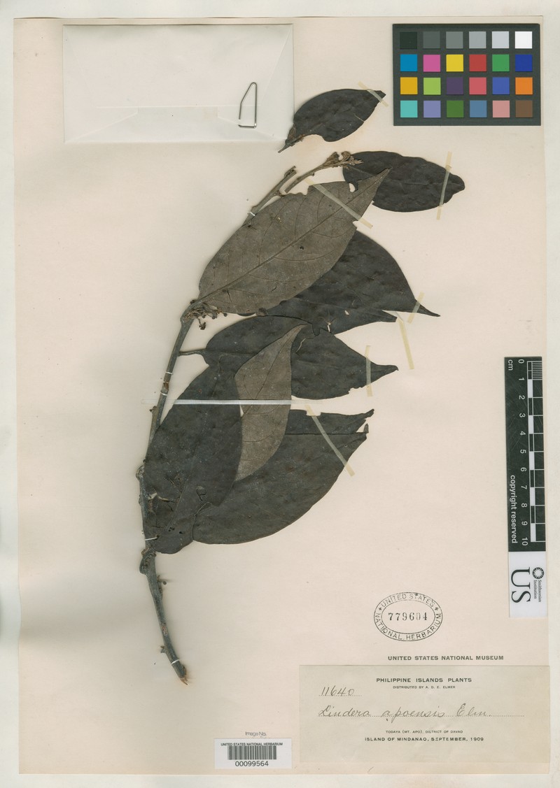 Lindera apoensis
