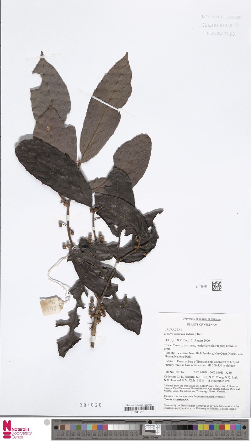 Lindera assamica