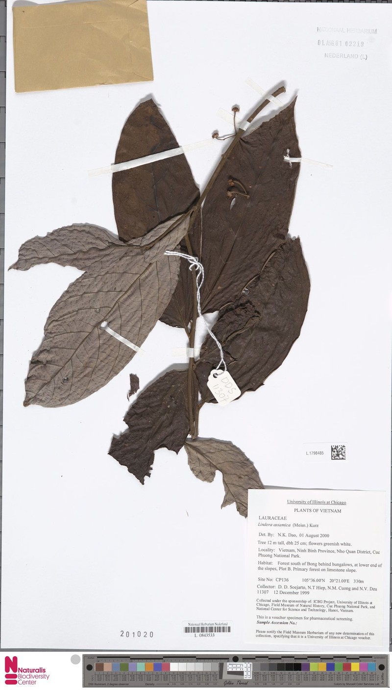 Lindera assamica photo 2