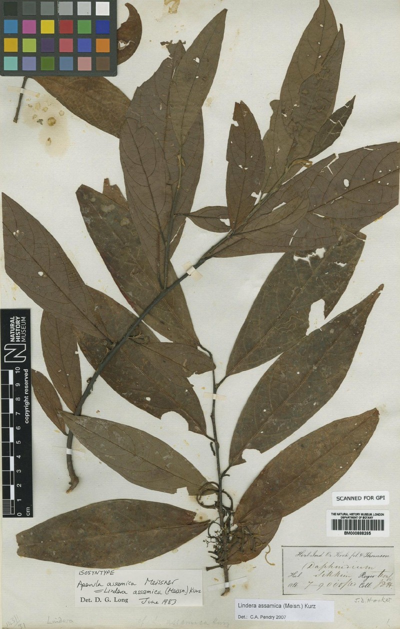 Lindera assamica photo 3