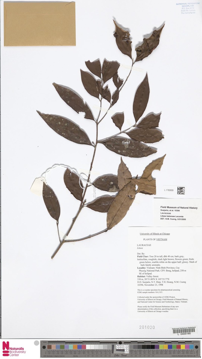 Lindera balansae