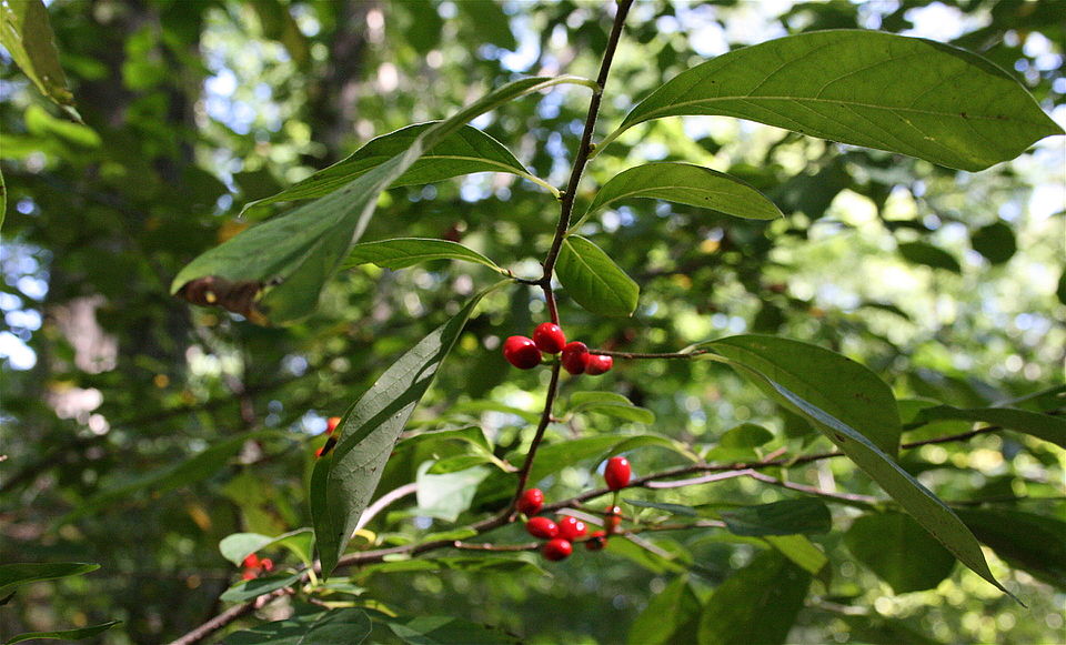 Northern Spicebush photo 6