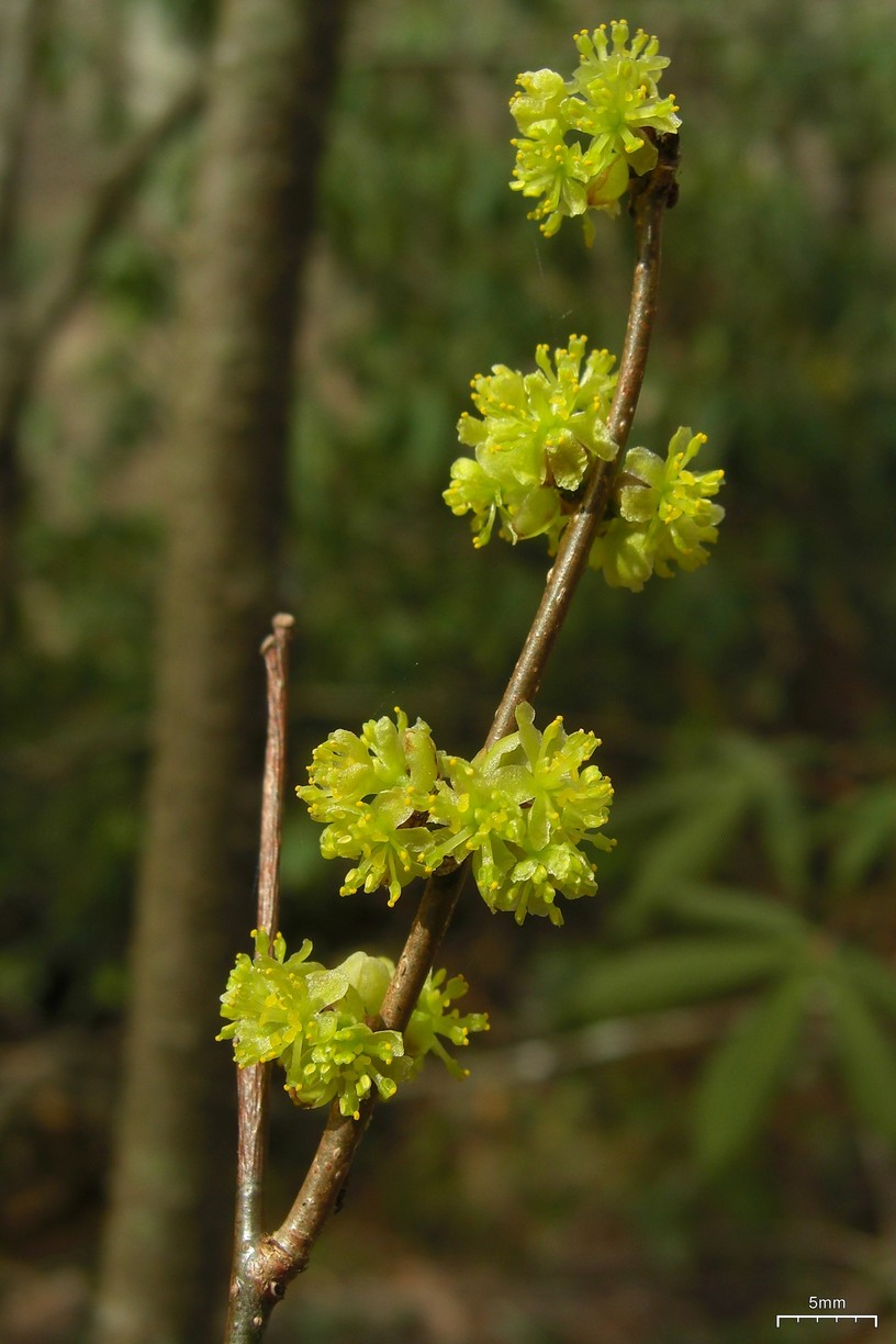 Northern Spicebush